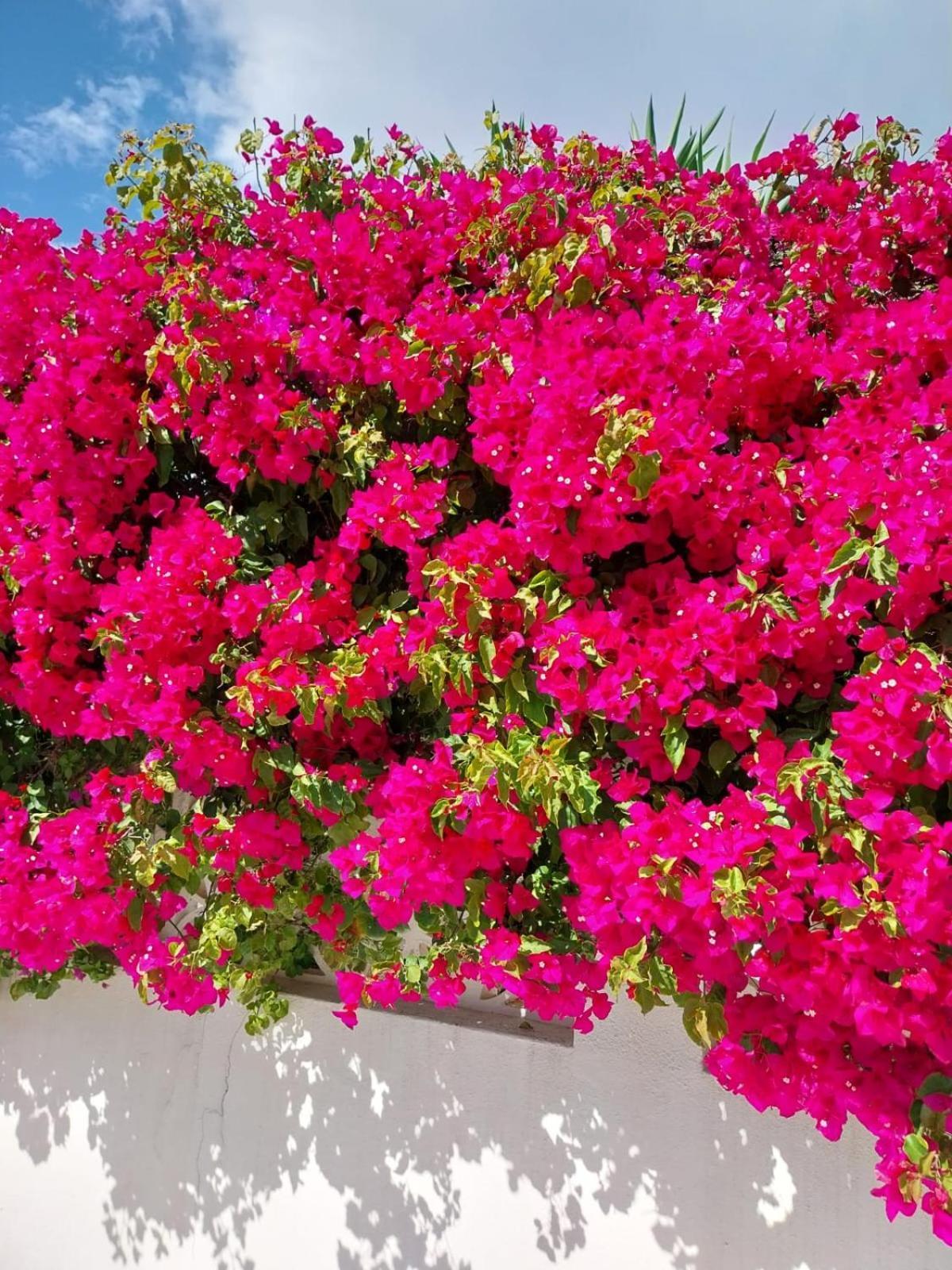 Villa El Salam Campo Mijas Fuengirola Bagian luar foto